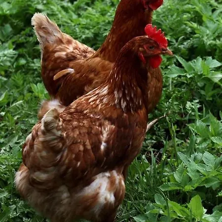 Valkolan Kartano, Vanha Tupa Ubytování v soukromí Hankasalmi